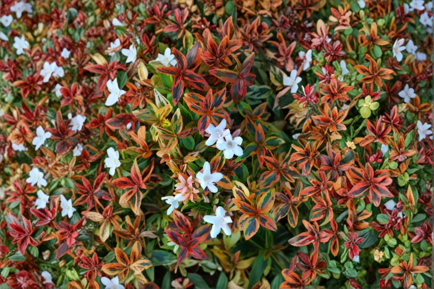 Kaleidoscope Abelia Shrub 3 Gal Live Plant Variegated Evergreen Hedge Colorful Foliage Landscape Garden Plant