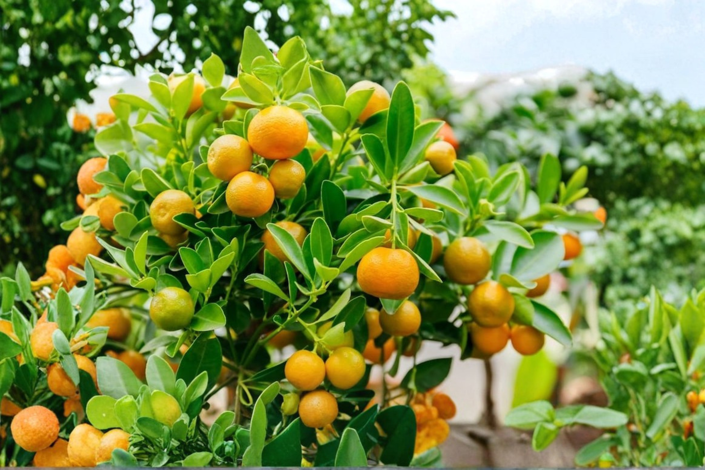 Dwarf Calamondin Orange Tree Live Citrus Plant One Gallon Pot With Flowers and Fruit Patio Garden Citrus No Ship to Californiav
