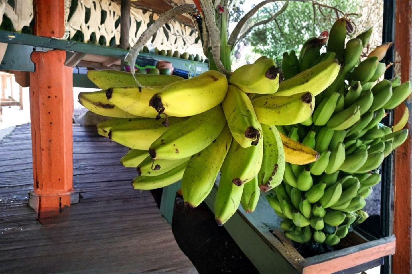 Manzano Apple Banana Live Starter Plant – Musa spp.