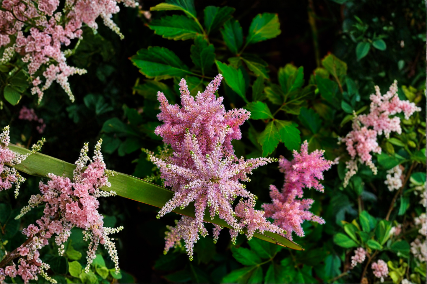 Astilbe 'Color Flash' Live Starter Plant – Bare Root Perennial – Astilbe 'Color Flash'