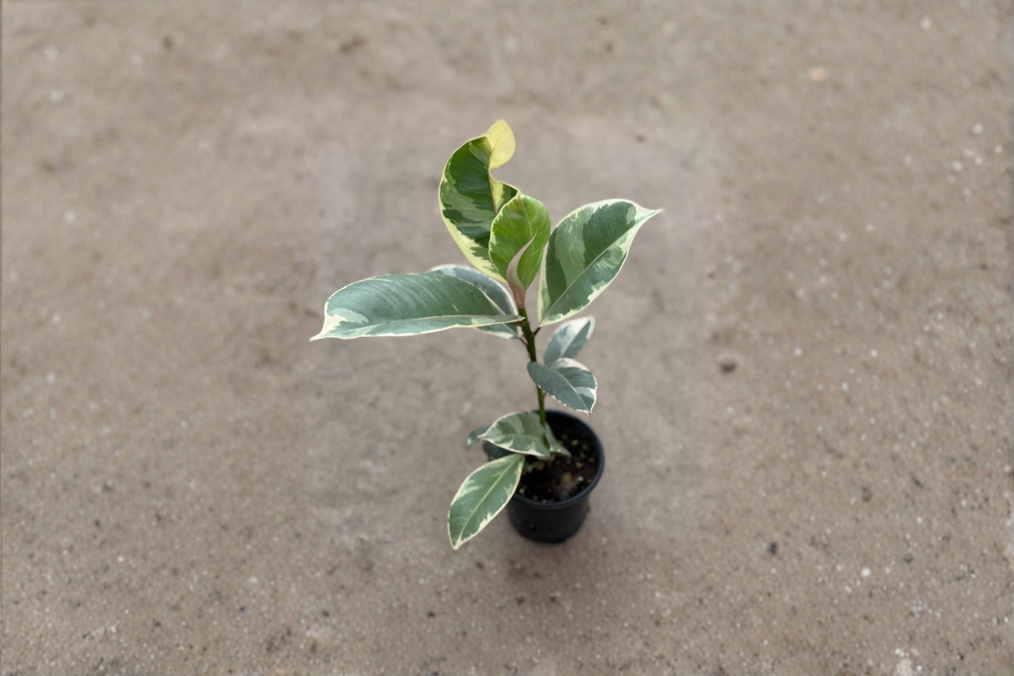 Ficus Tineke Live Plant Variegated Rubber Plant 2 Inch Rare Indoor Tropical Houseplant Beginner Gift