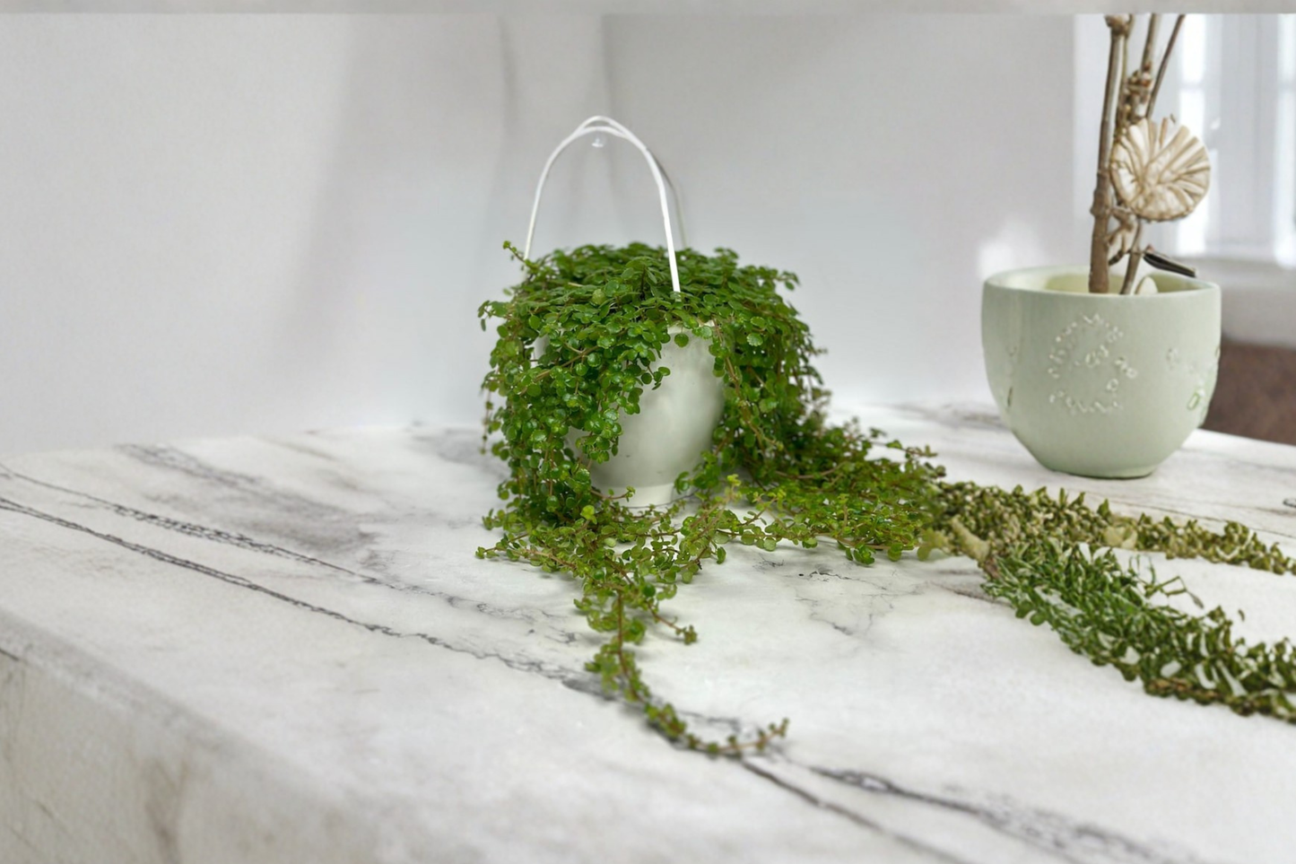 Pilea Depressa Live Plant Baby Tears Trailing Houseplant Rooted 4.5 Inch Hanging Pot Decor Gift