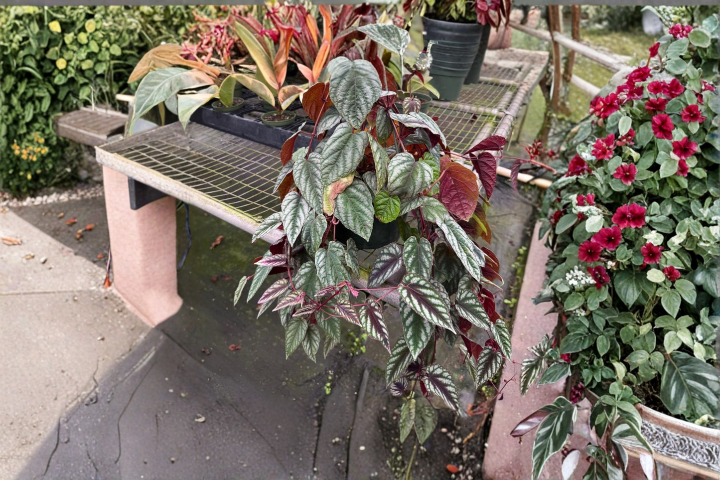 Cissus Discolor Live Plant Rare Rex Begonia Vine Houseplant 4 Inch Pot Rooted Indoor Tropical Starter Plant
