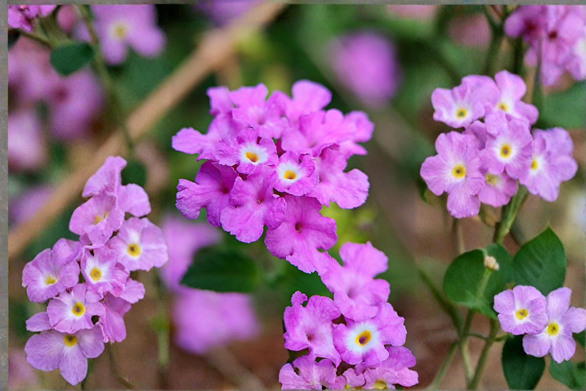 Trailing Lavender Lantana Live Plant Plug 1–3 Inches Tall – Lantana montevidensis