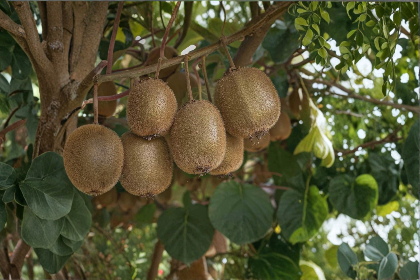 Saanichton Kiwi Plant Bundle Female and Male Fuzzy Kiwi Vines 1 Gallon Potted Live Kiwi Plants Ready to Grow