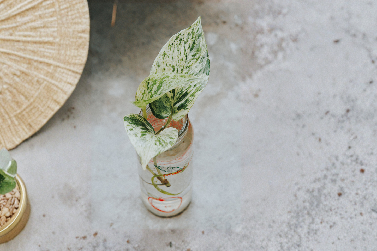 Snow Queen Pothos Live Plant in 8-Inch Hanging Basket – Epipremnum aureum