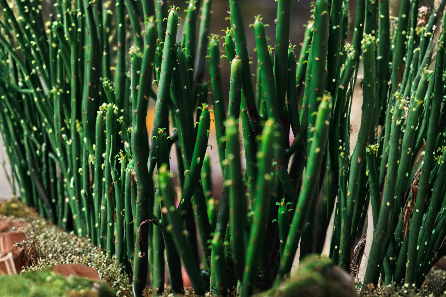 10 Fire Sticks Pencil Cactus Cuttings – Euphorbia tirucalli Succulent Live Cuttings
