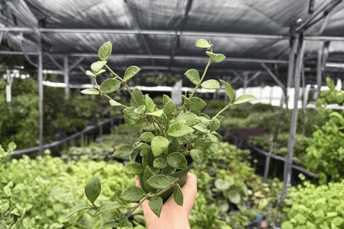 Hoya Pubera 2 Exact Live Plants – 4-Inch Pots – Hoya pubera
