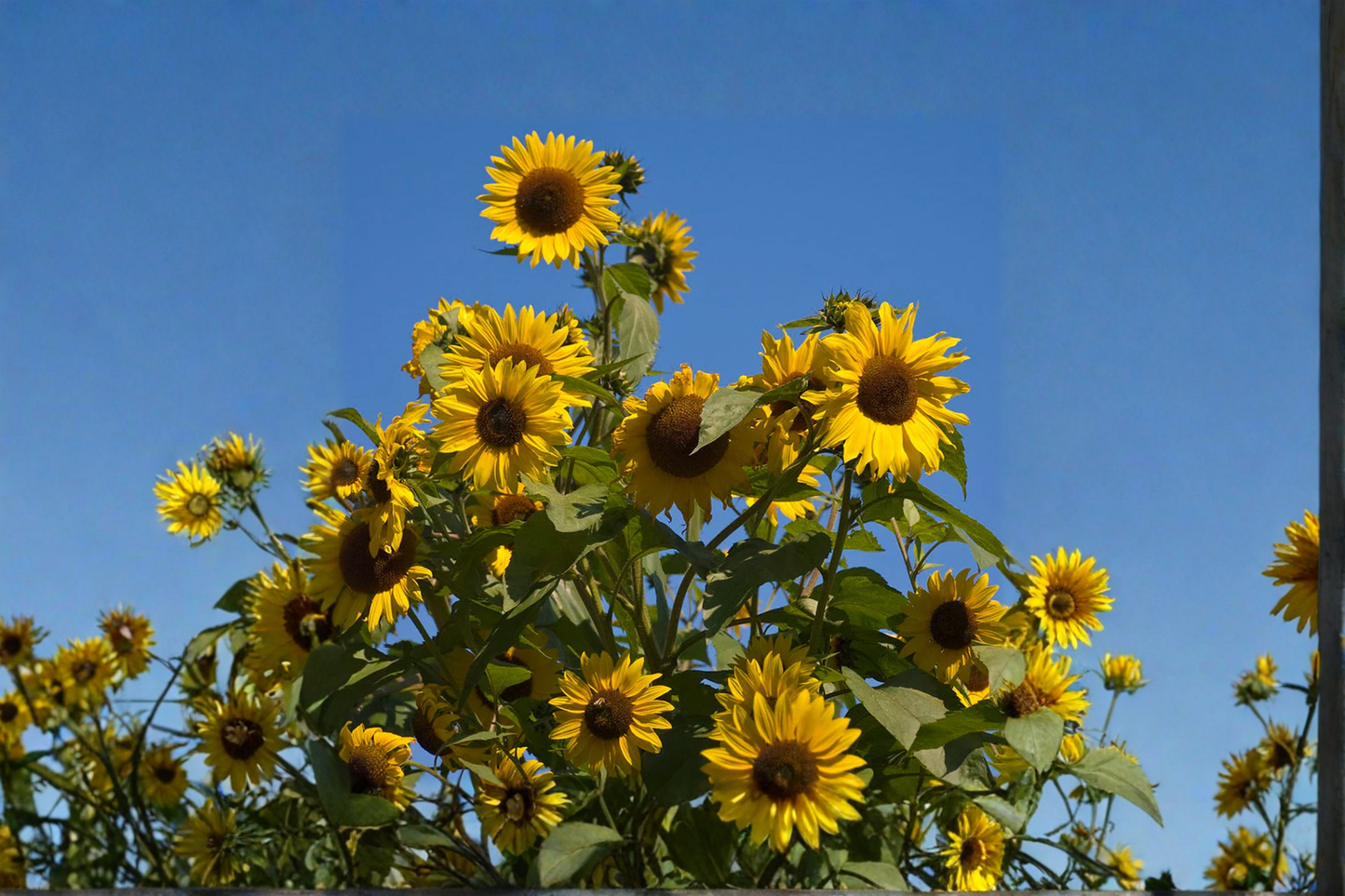 Giant Sunflower Seeds Rare Tall Flower Plant 10 Seeds for Outdoor Garden and Backyard Growing