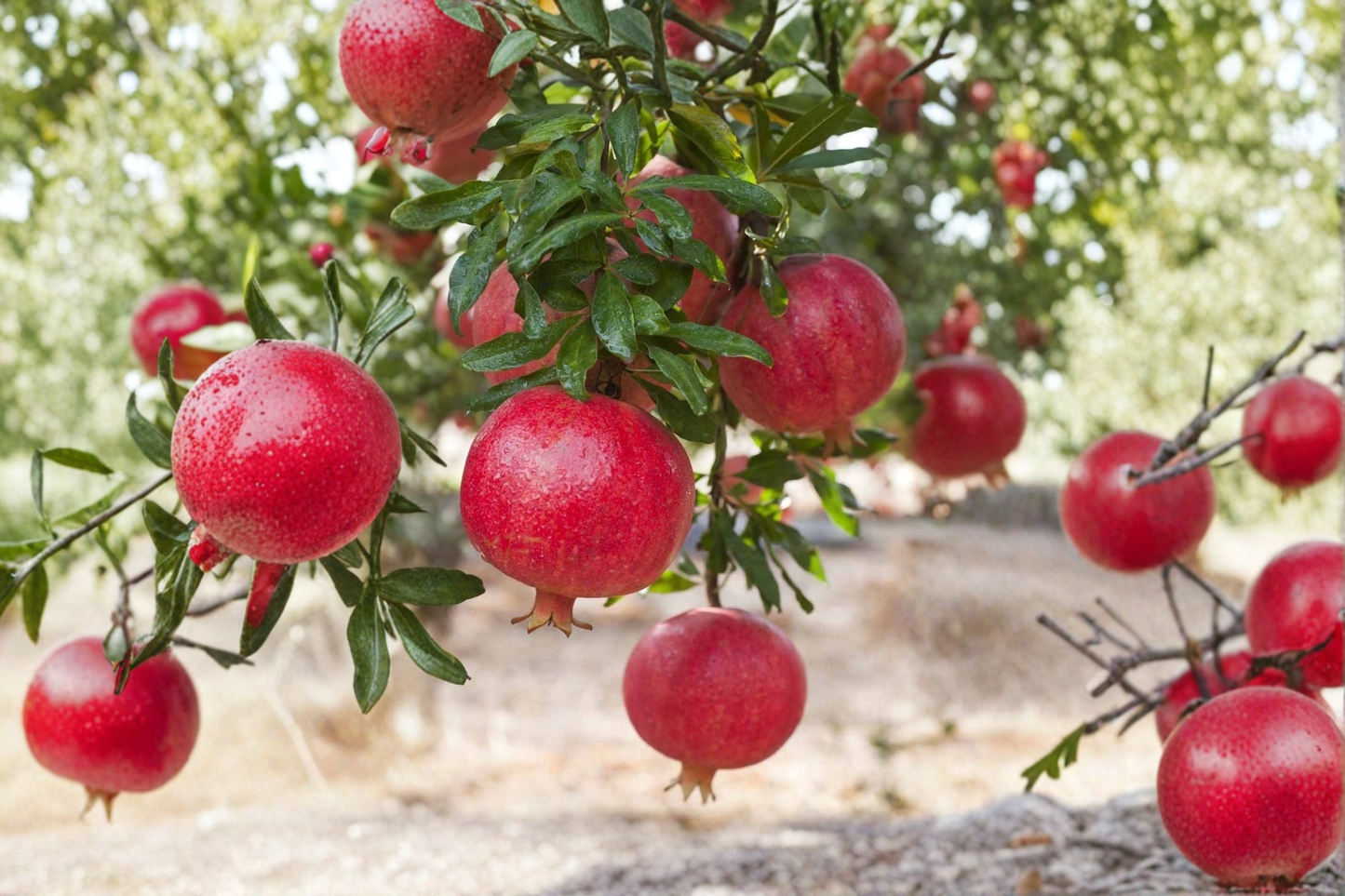 Pomegranate Tree Air Layered Live Plant 3-4ft Tall Sweet Large Fruit Tree Backyard Garden No Ship to California