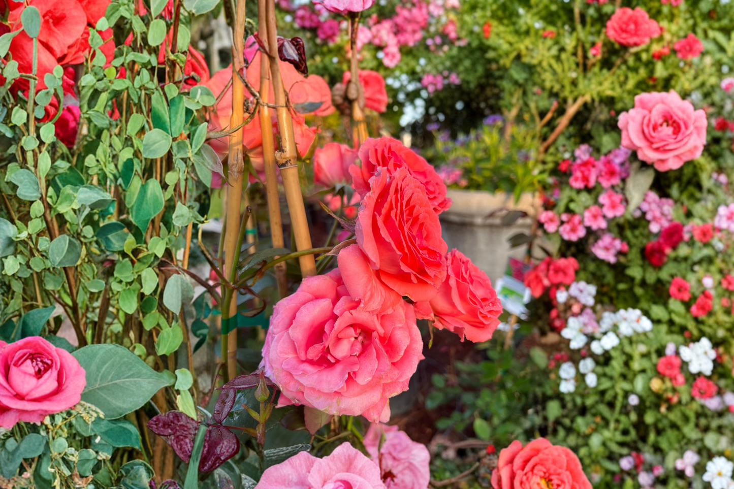 Climbing America Rose Bush 5 Gal Live Plant Salmon Pink Climbing Rose for Garden Trellis Outdoor Flowering Plant