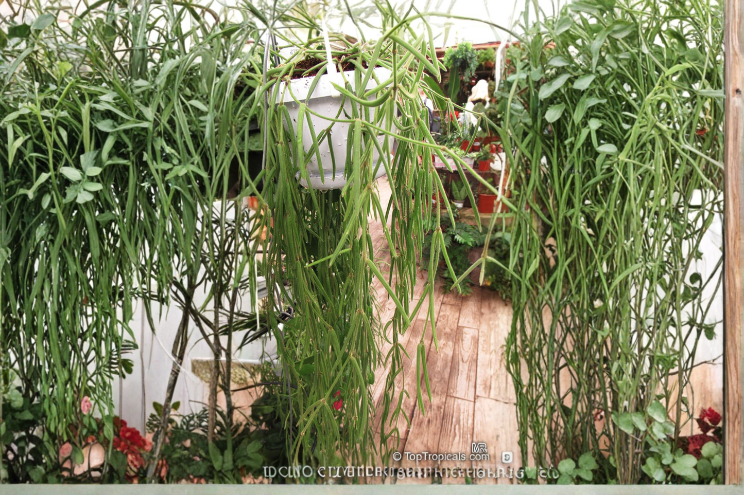 Hoya Linearis Live Plant 4.5 Inch Hanging Basket Trailing Houseplant Tropical Indoor Plant