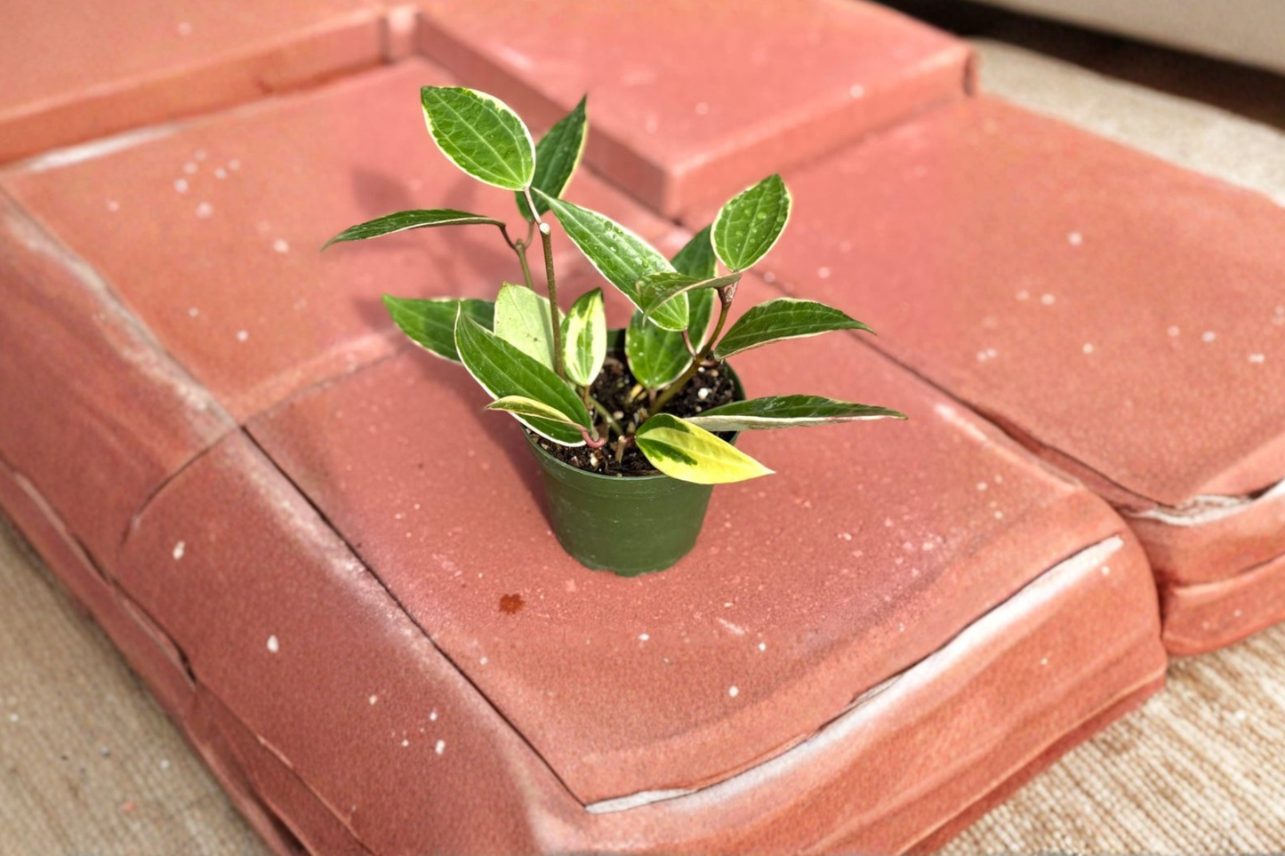 Hoya Macrophylla Variegated Live Plant Rooted 4 Inch Hoya Houseplant Indoor Decor Gift Plant