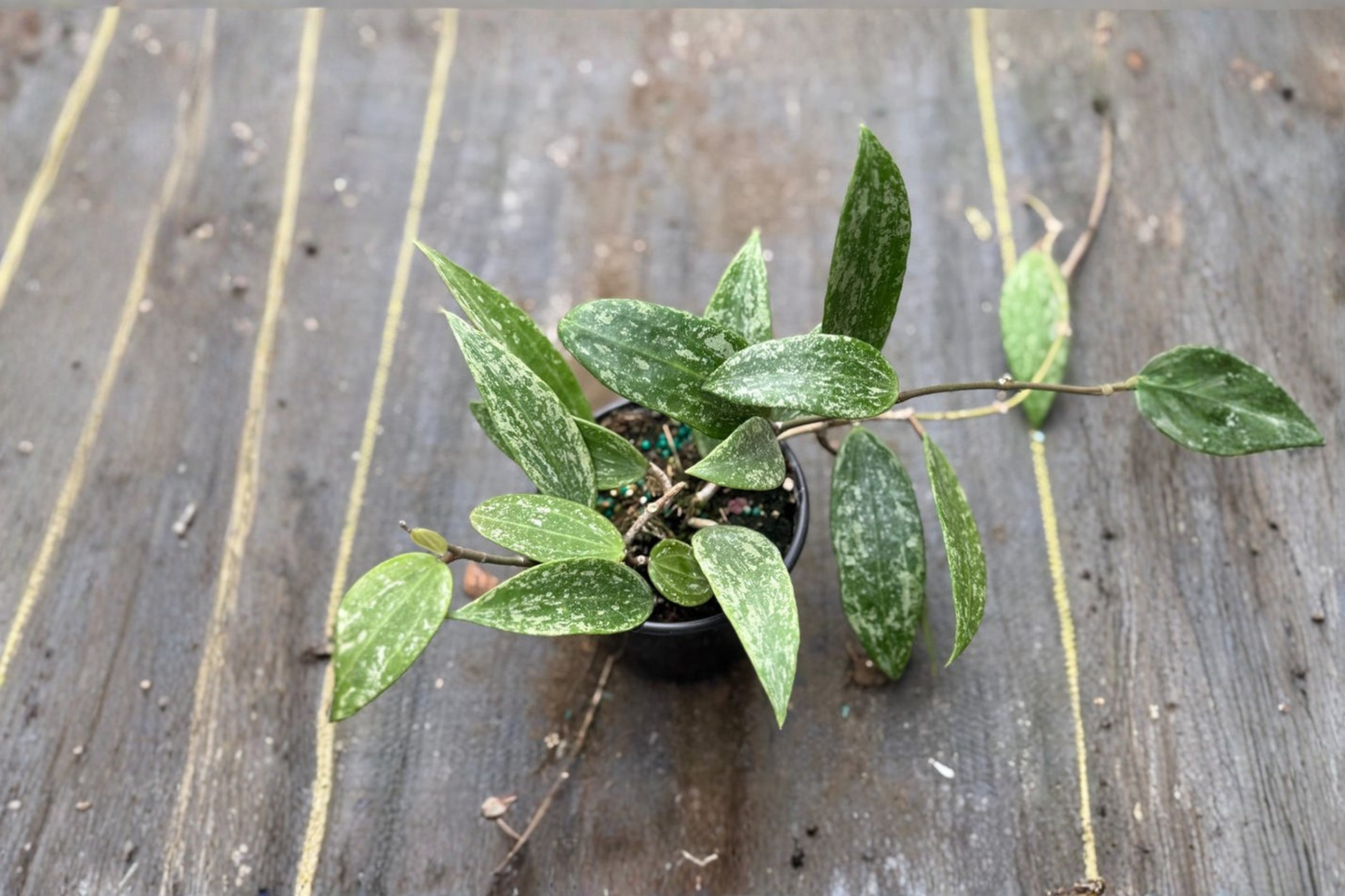 Hoya Latifolia Rangsan Splash Live Plant Rare Splash Hoya Tropical Starter Houseplant in 4 Inch Grower Pot Gift