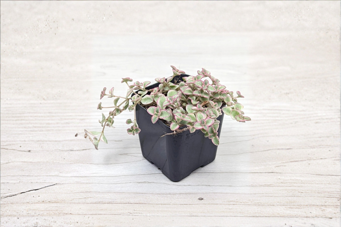 Little Missy Variegated Sedum Live Succulent Plant in 2 Inch Pot – Sedum Hybrid