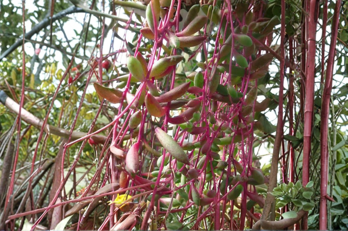 Ruby Necklace Succulent Live Plant in 4 Inch Pot – Othonna capensis