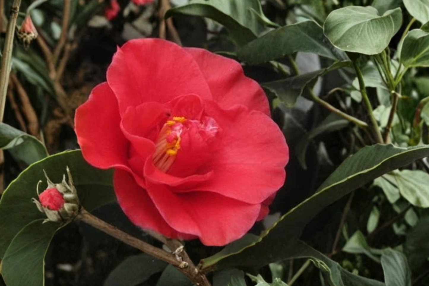 Japanese Camellia ‘Greensboro Red’ 3 Gallon – Camellia japonica Red Evergreen Flowering Shrub
