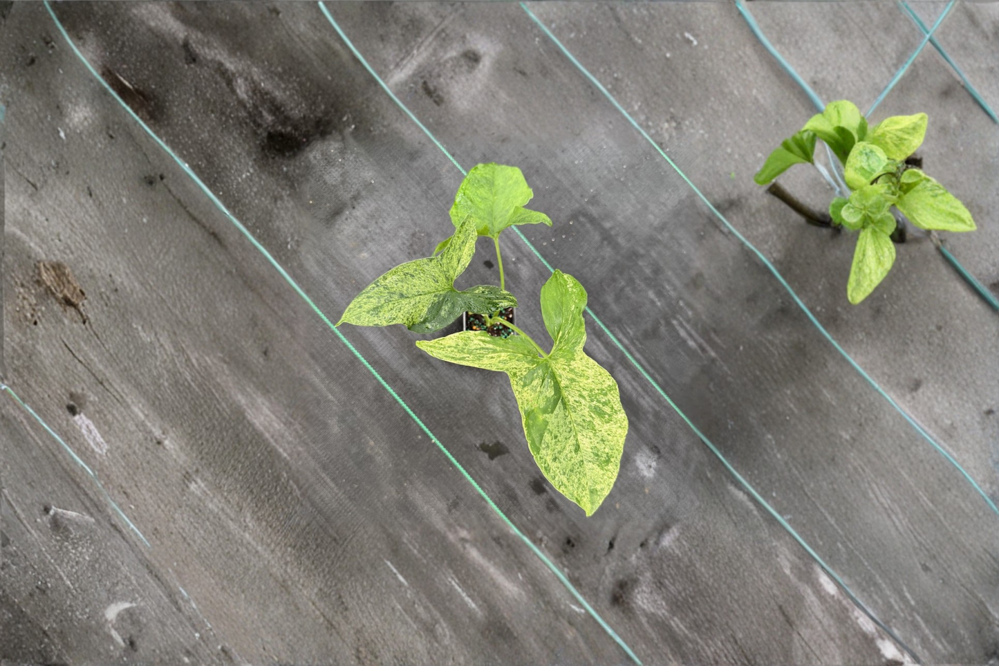 Syngonium Mojito Live Plant Variegated Arrowhead Houseplant Tropical Indoor Starter Plant Home Decor Gift