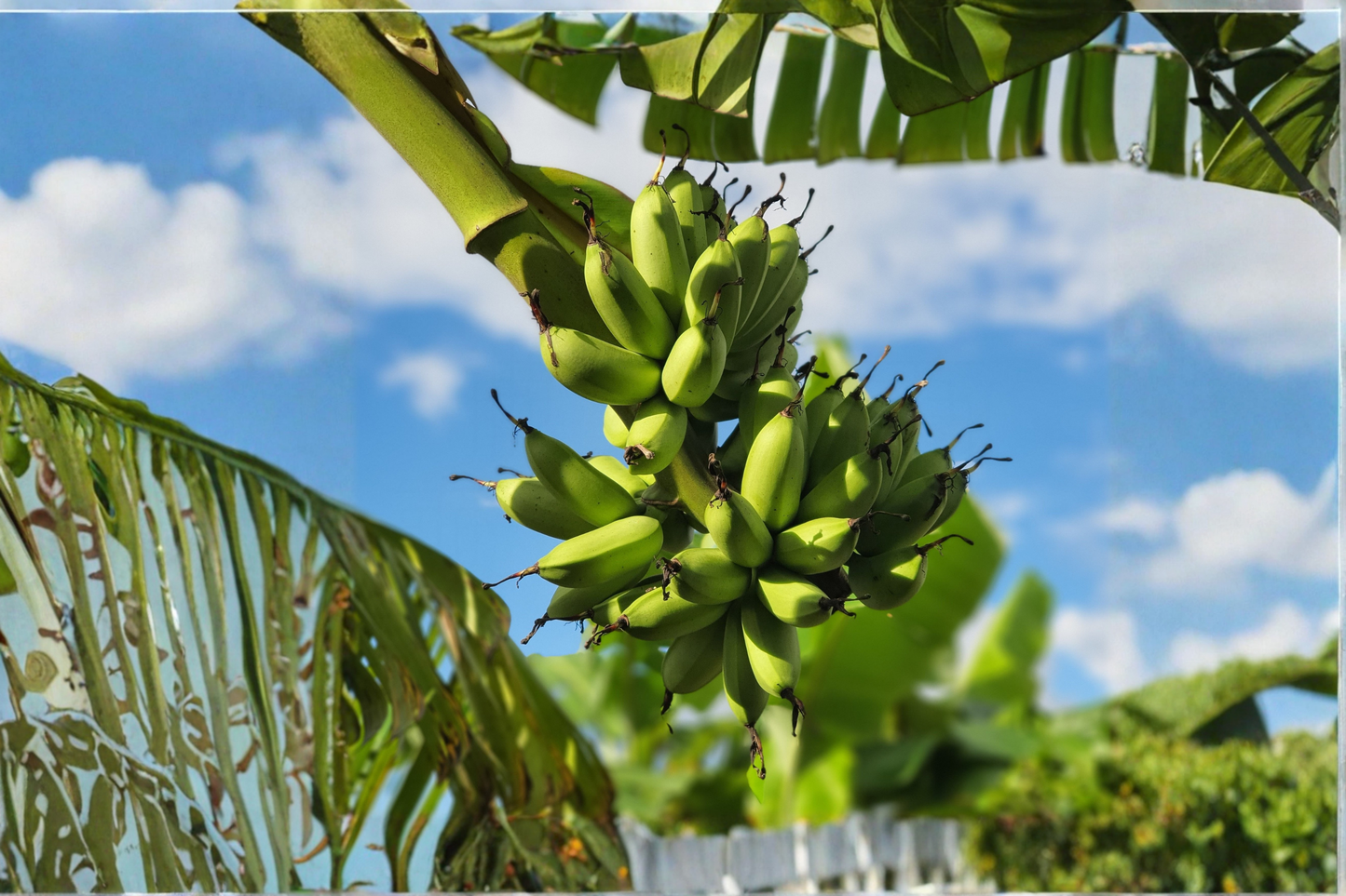 10 Dwarf Cavendish Banana Seeds – Musa 'Dwarf Cavendish'