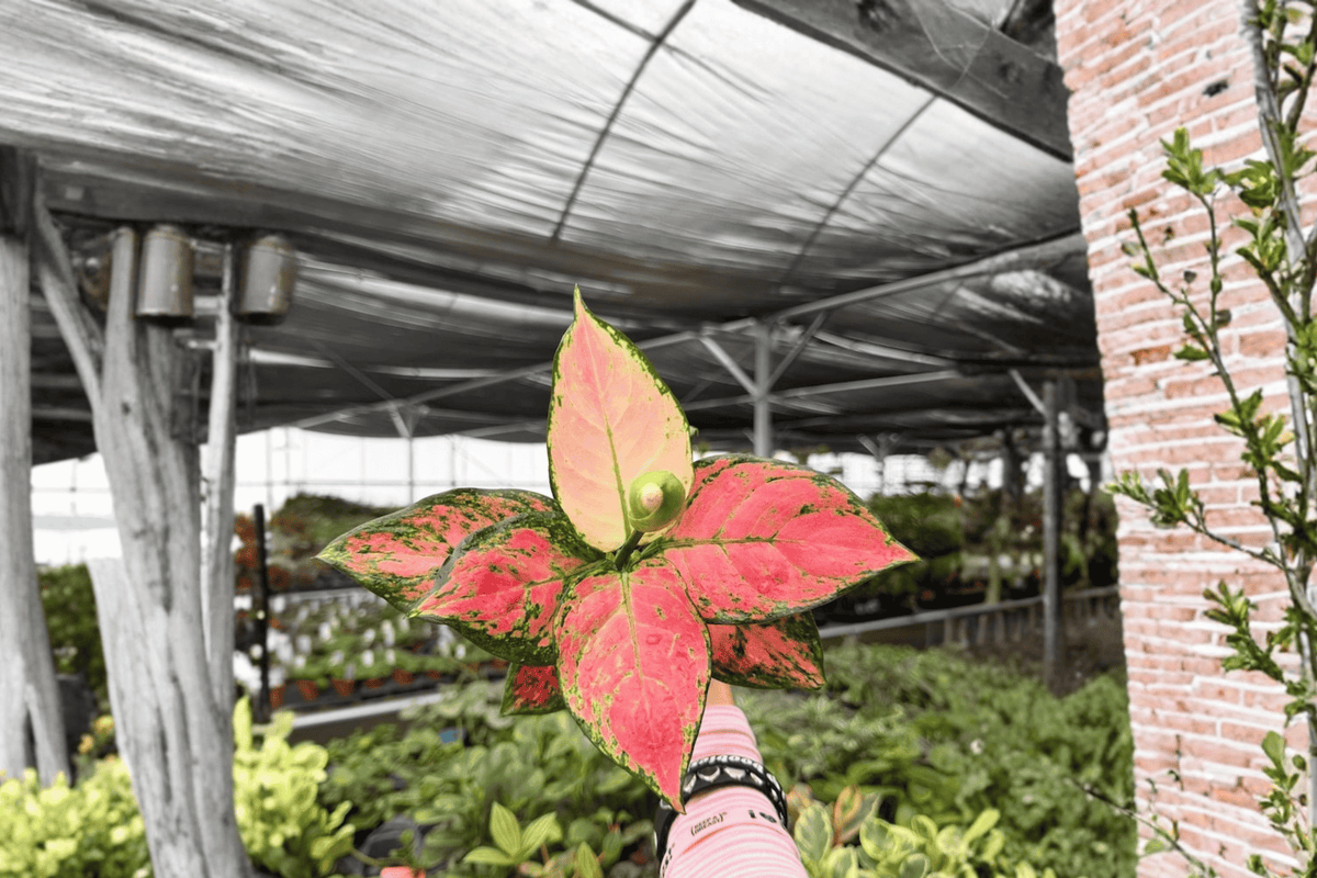 Aglaonema Geely Red 2 Exact Live Plants – 4-Inch Pots – Aglaonema Hybrid