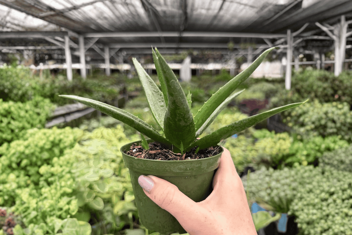 Aloe Black Gem 2 Exact Live Plants – Specific 4” Size
