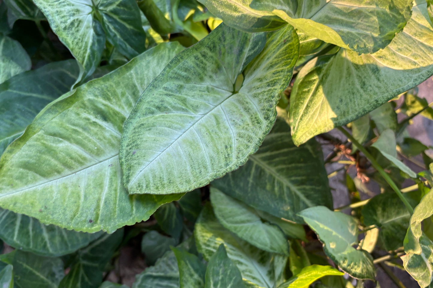 Arrowhead Plant Bare Root Live Plant – Syngonium podophyllum