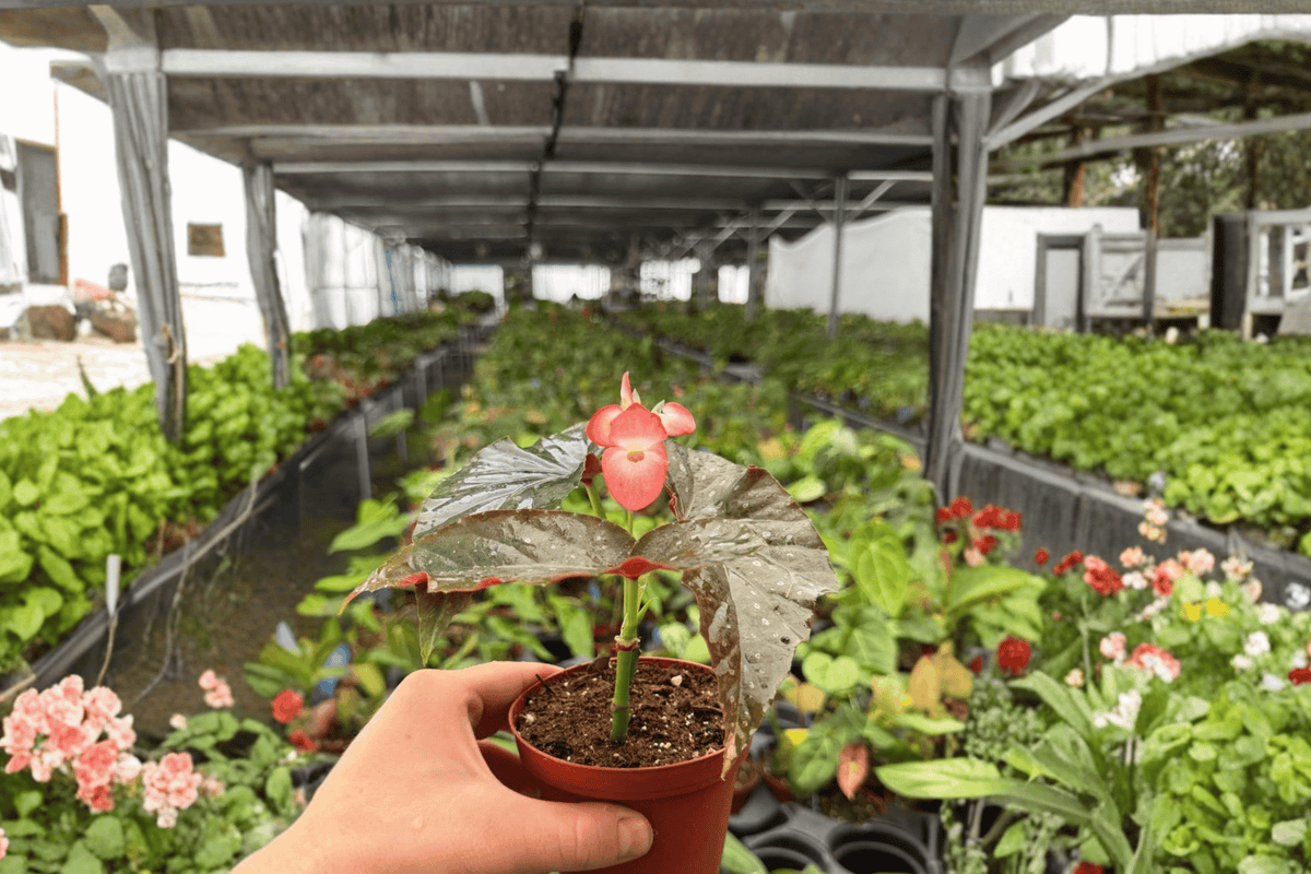 Begonia Harmony’s Dark Horse 2 Exact Live Plants – 4” Size