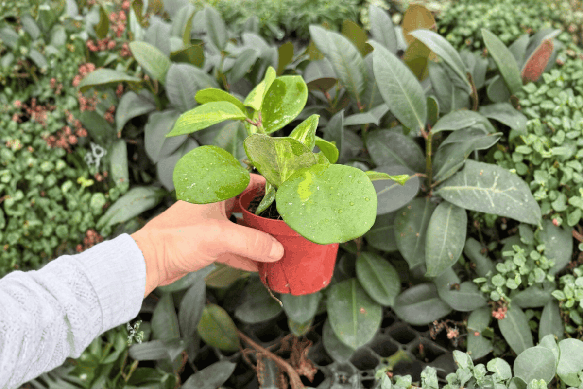 2 Hoya Obovata Variegata Exact Live Plants – Specific Plants in 4” Pots