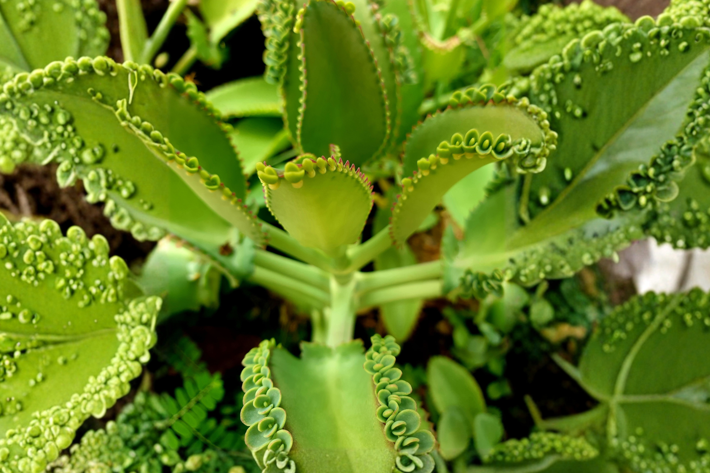Mother of Thousands Live Succulent Plant 3 Inches Tall – Kalanchoe daigremontiana