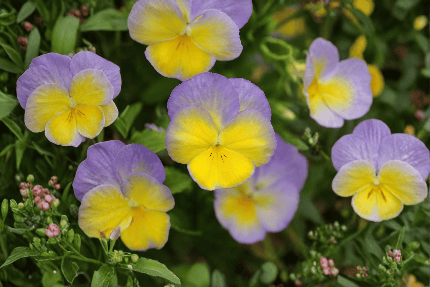 Halo Lemon Frost Horned Violet Live Plant – 4-Inch Pot – Viola cornuta 'Halo Lemon Frost'