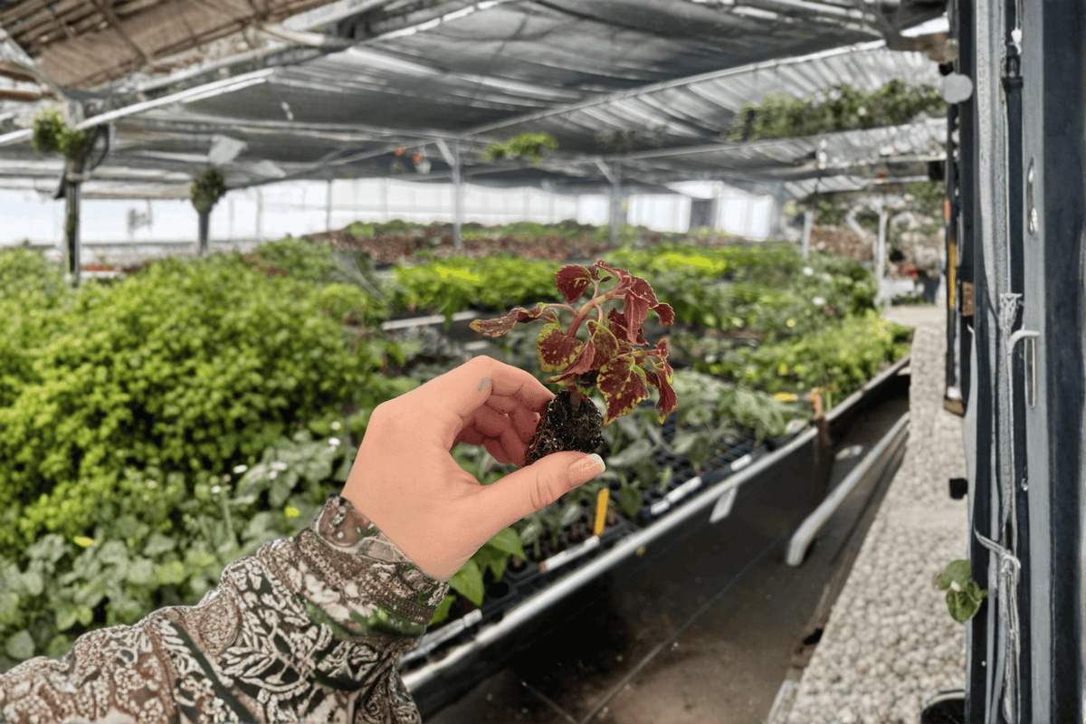 2 Coleus 'Saturn' Starter Plants – Bare Root Live Coleus