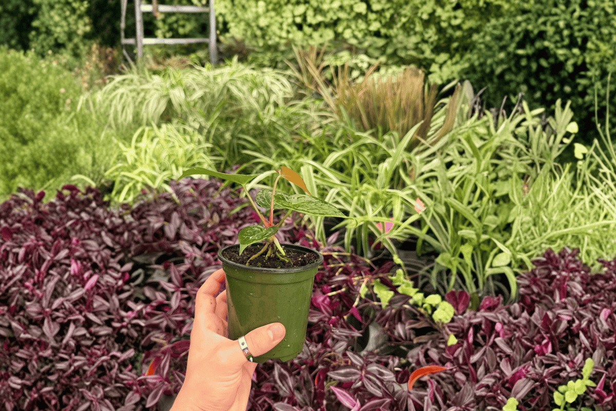 Anthurium Papillilaminum x Dressleri – 2 Exact Live Plants in 4” Pots