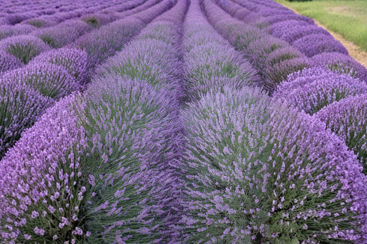 Provence Lavender Live Starter Plant – Plug Size 1 x 1 x 1.5 Inches – Lavandula × intermedia 'Provence'