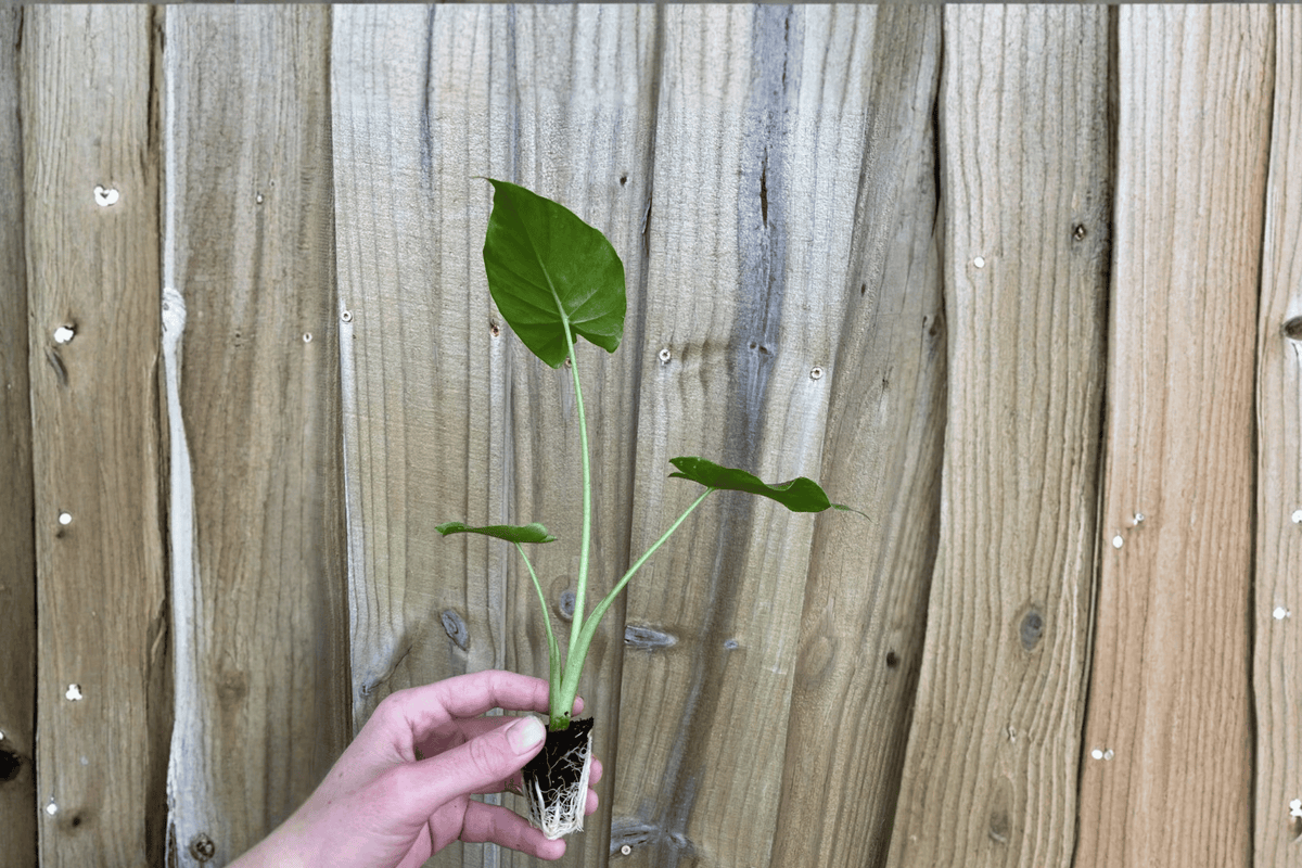 Alocasia Odora 2 Live Starter Plants – Alocasia odora 2” Size Bare Root