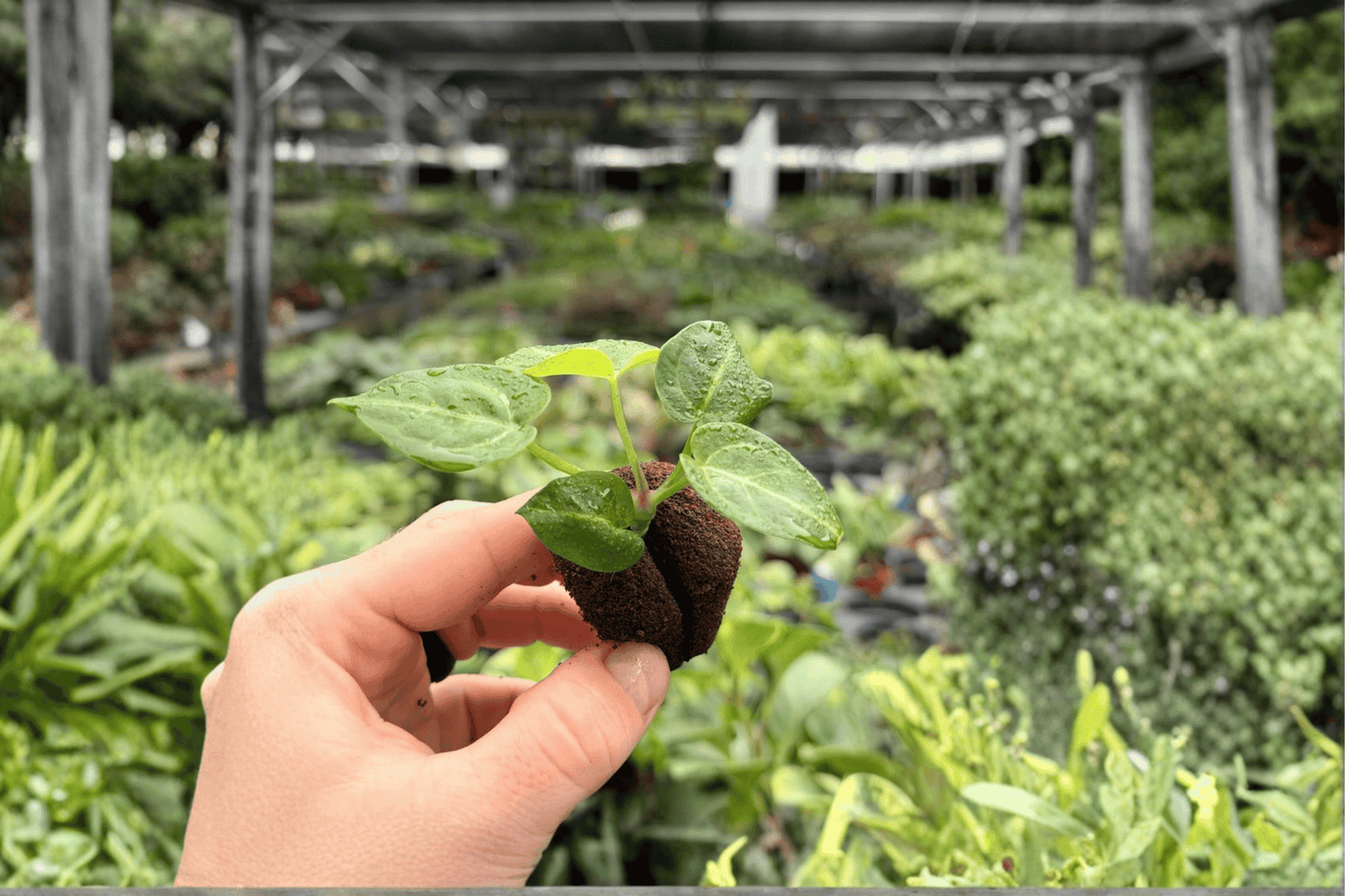 Seed-Grown Anthurium Crystallinum x Magnificum 2 Exact Starter Plants – Plug
