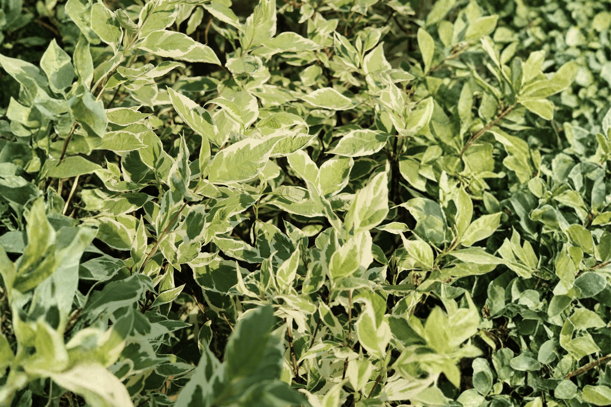 Ivory Halo Red Twig Dogwood 1 Live Plant – Cornus alba ‘Bailhalo’ – 3 Gallon Pot
