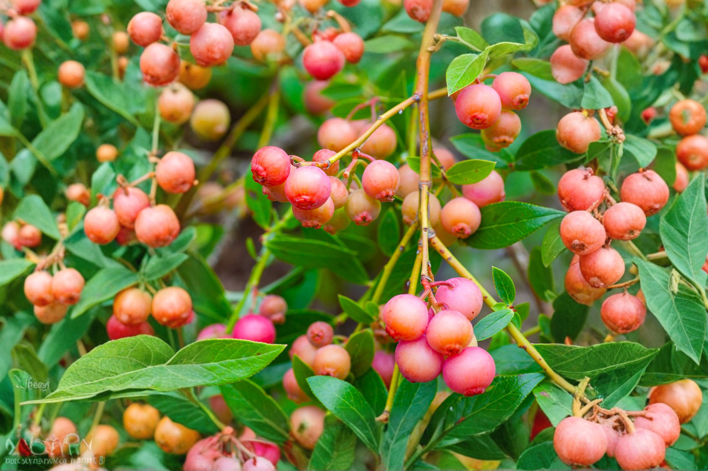 Pink Lemonade Blueberry Seeds Dwarf Sweet Berry Fruit Plant Indoor Outdoor Container Gardening 30 Seeds