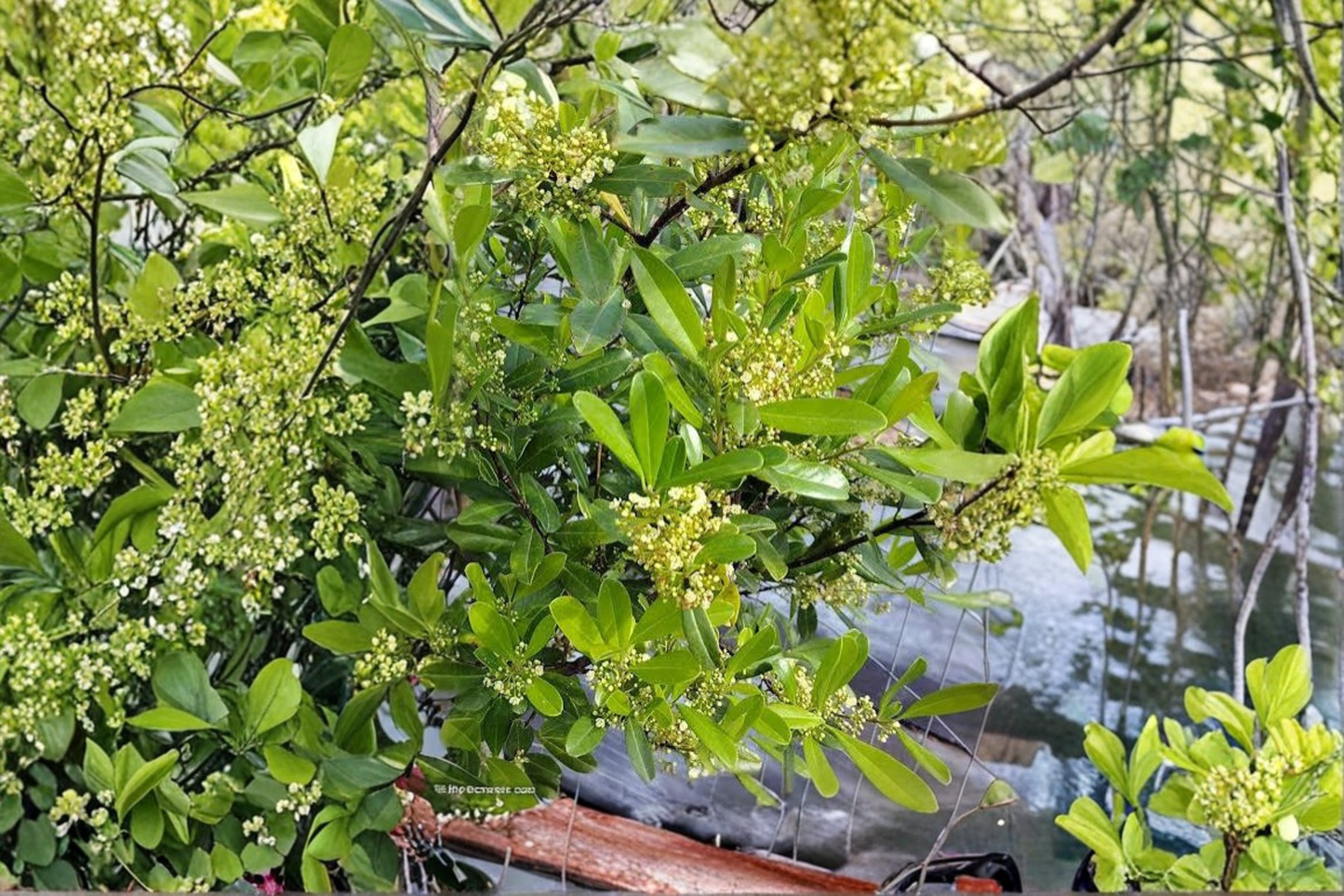 Yerba Mate Live Starter Plant – 5 Inch+ Plant – Ilex paraguariensis
