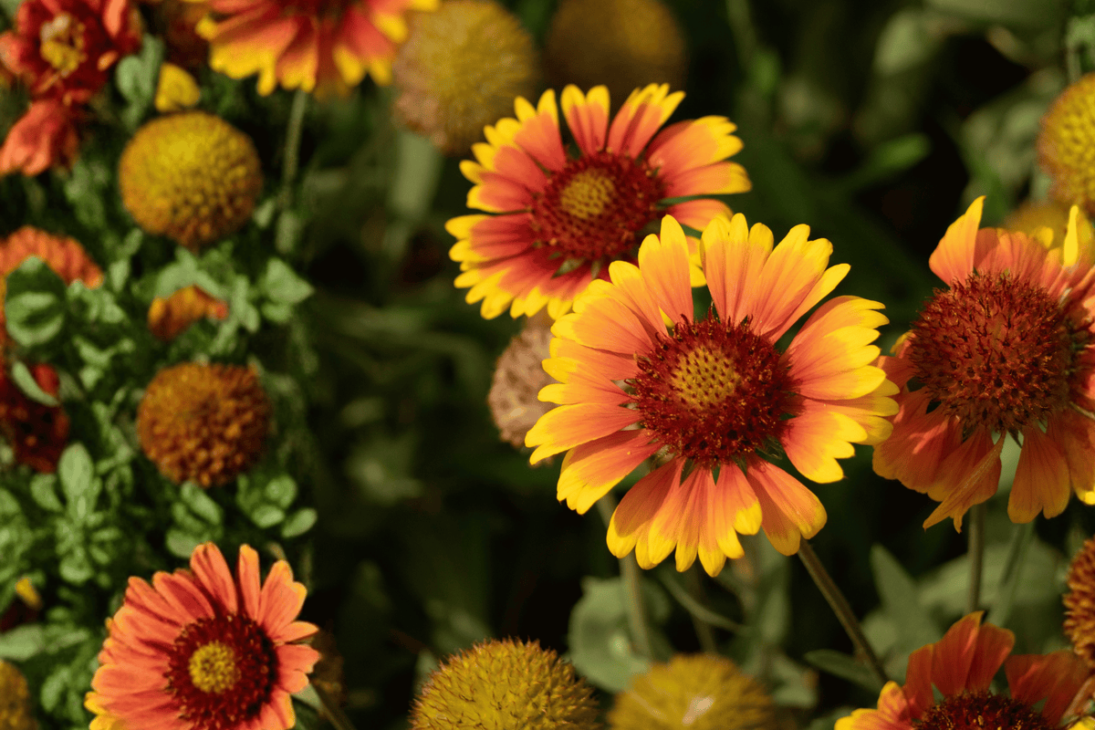 Spintop® Orange Halo Blanket Flower 1 Live Plant – Gaillardia ‘Orange Halo’ – Quart Pot