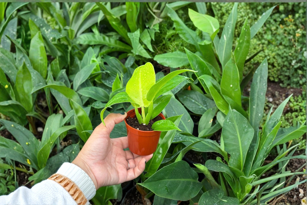 Philodendron Moonlight 2 Starter Plants – 2” Cultivation Size Bare Root