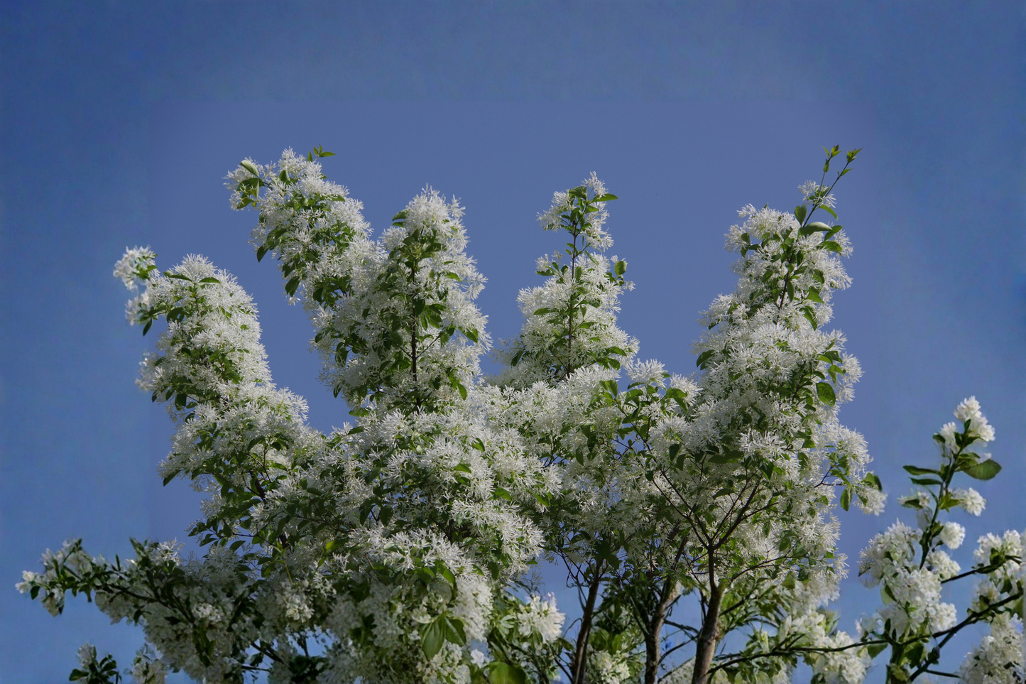 White Fringe Live Plant 6–12 Inches Tall in 1-Quart Pot – Chionanthus virginicus Ornamental Tree