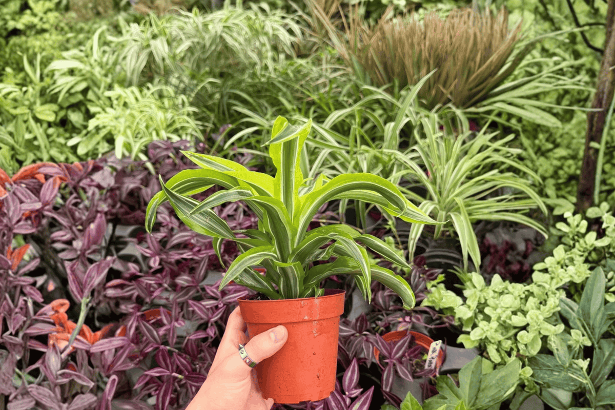2 Exact Plant Dracaena Lemon Lime Surprise – Specific 4” Pot