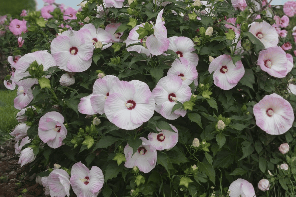 Summerific Ballet Slippers Hardy Hibiscus 1 Live Plant, 2 Gallon – Hibiscus hybrid ‘Ballet Slippers’