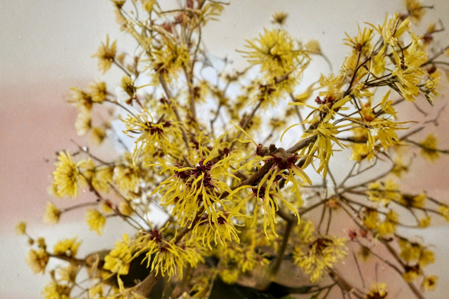 Witch Hazel ‘Swallow Hayes’ Live Plant 12” – Hamamelis x intermedia Bare Root Yellow Winter Bloom Shrub
