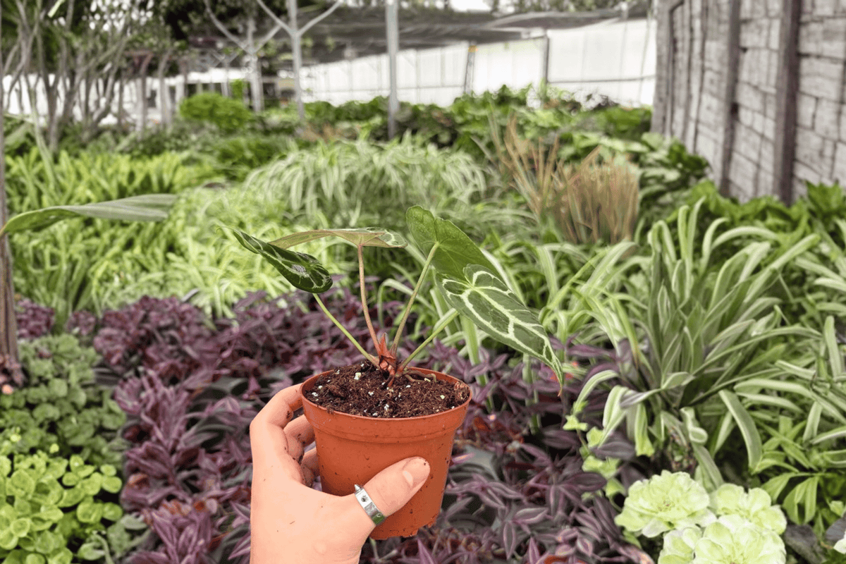 Anthurium Hoffmannii x Green Mamba 2 Exact Live Plants – 4-Inch Pots – Anthurium Hybrid