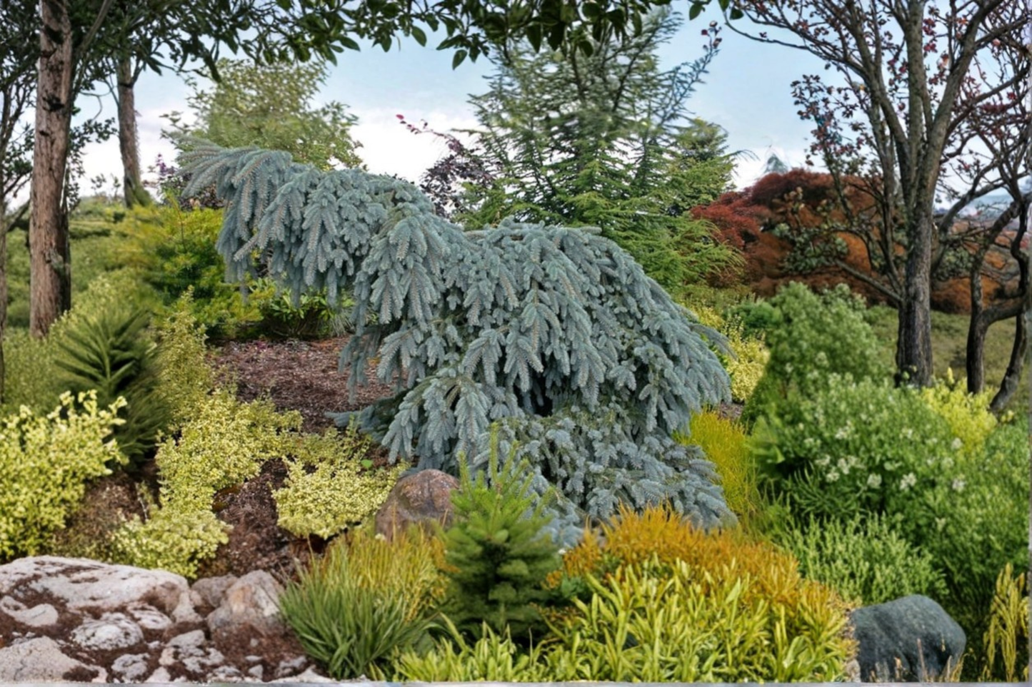 The Blues Colorado Blue Spruce Live Plant 10 Inch 1 Gallon – Weeping Picea pungens Evergreen for Garden