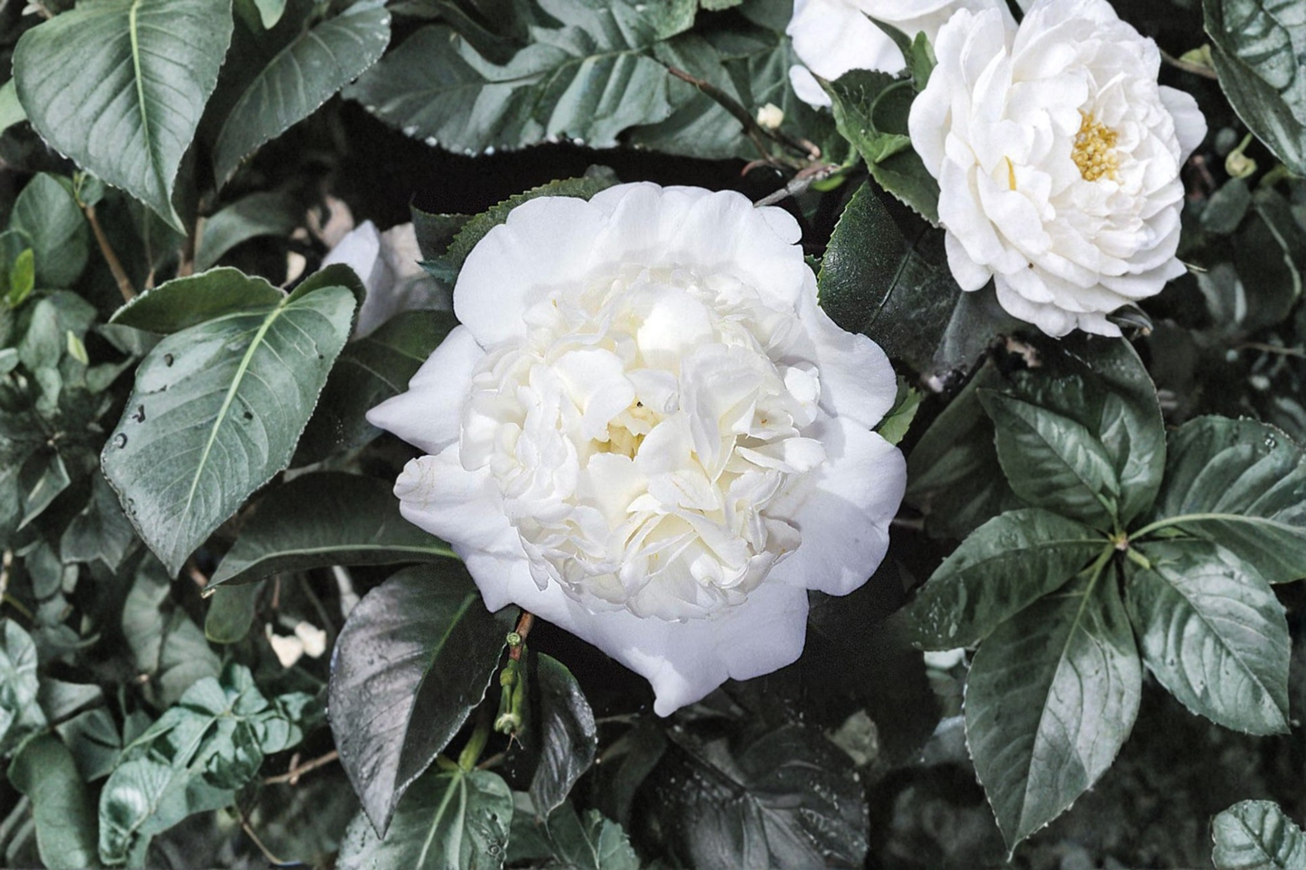 Japanese Camellia ‘Fifth Avenue’ 3 Gallon – Camellia japonica Pink White Evergreen Flowering Shrub