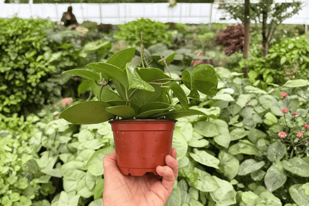 Hoya Parasitica Splash – 2 Exact Live Plants, 4-Inch Size – Hoya parasitica ‘Splash’