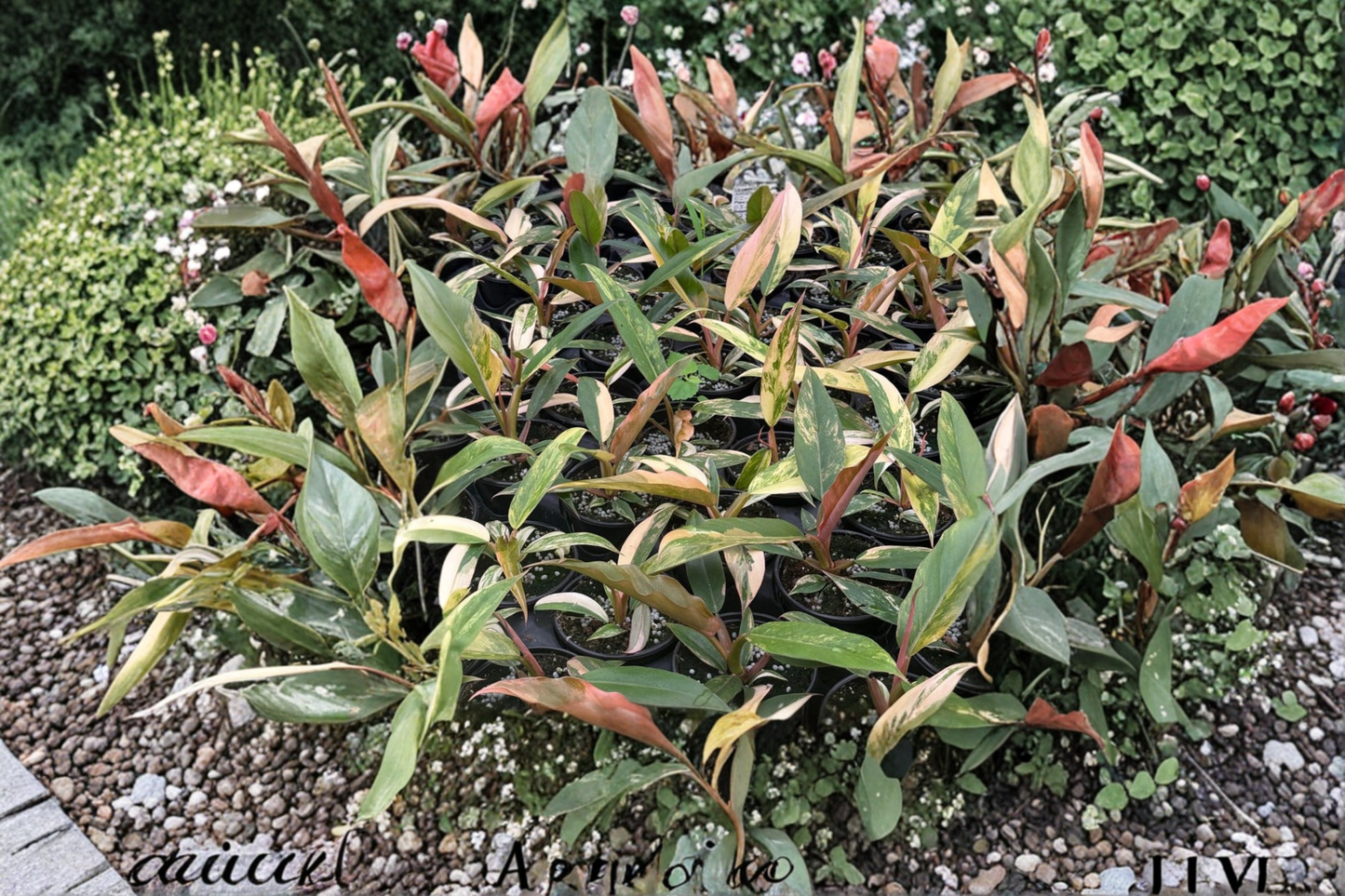 Philodendron Caramel Marble Live Plant 4 Inch Pot Variegated Tropical Indoor Houseplant Gift