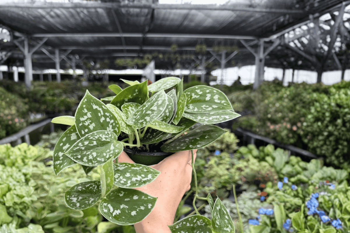 Scindapsus Silvery Ann 2 Exact Live Plants – 4-Inch Pots – Scindapsus pictus ‘Silvery Ann’